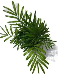 A Beautiful Royal Palm In A 4 Inch Pot. -Cheap Plantly Store 3 4