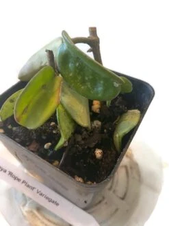 Variegated Hindu Rope Hoya In A 4 Inch Pot -Cheap Plantly Store 3 6