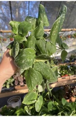 Scindapsus Pictus Or Pothos Satin 4 Pot Live Plant -Cheap Plantly Store 31144984 3CC0 4EAF B42F BA391F7DD001 1 201 a