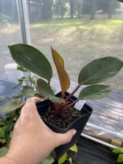 Philodendron Imperial Red 4 Inch Pot| Starter Plant -Cheap Plantly Store 316B7376 B197 45F1 A802 41236E4ADC0E 1 105 c