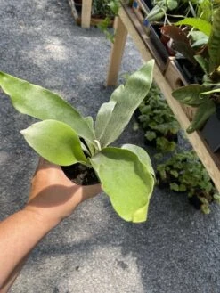 Fern Staghorn Or Platycerium Bifurcatum Netherlands 4 Inch Pot Live Plant 19 Fern Staghorn Or Platycerium Bifurcatum Netherlands 4 Inch Pot Live Plant -Cheap Plantly Store 325A07FE 306E 4A45 A009 380A76128DA4 1 105 c