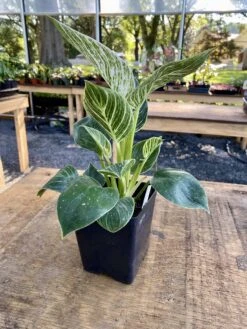 Philodendron Birkin 4 Inch Tall Pot Live Plant Variegated Houseplant -Cheap Plantly Store 32704503 EF56 44FF 8B90 86C6EB27A1E4 1 201 a