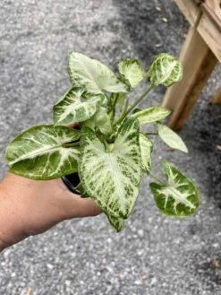 Syngonium Or Arrowhead Plant White Butterfly Variegated 4 Inch Pot Large 22 Syngonium Or Arrowhead Plant White Butterfly Variegated 4 Inch Pot Large -Cheap Plantly Store 32711602 8DD8 4EFA B930 19732F3866BF 1 105 c
