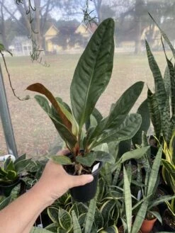 Anthurium Superbum 2.5 Tall Pot Live Starter Plant -Cheap Plantly Store 32C39A90 5DCA 40C2 9A5D 9C26B68E9D90 1 105 c