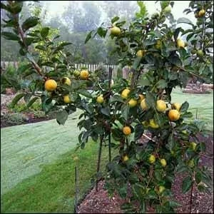 FUYU Persimmon Tree Seedling (16-24 Inches Tall) 8 FUYU Persimmon Tree Seedling (16-24 Inches Tall) - Image 6