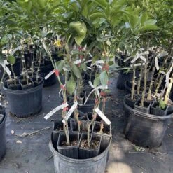 Red Grapefruit Graft Tree 3 Feet Tall. Free Shipping -Cheap Plantly Store 331B24F4 F1B4 4856 BF13 B07FD75A36B9 rotated 1