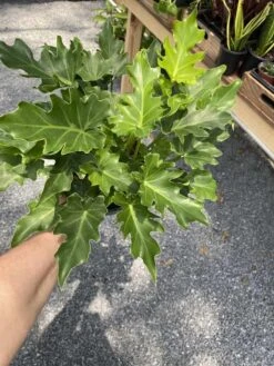 Philodendron Selloum Little Hope 6" Pot Live Plant -Cheap Plantly Store 348BB016 9C19 4A50 810E 0999757416EC 1 105 c