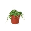 Stunning String Of Pearls (Senecio Rowleyanus) - Trailing Succulent For Indoor Decor In 4-inch Pot -Cheap Plantly Store 3593be4a b634 5996 abef a36327ea3c56 700x700