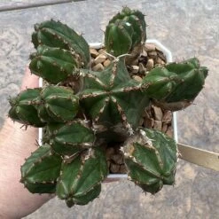 EUPHORBIA HANDIENSIS -Cheap Plantly Store 36E1CDFC 683C 4AC9 9B9D CD4F5DB78906