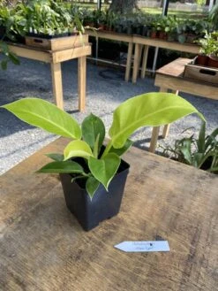 Philodendron Moonlight 2.5 Inch Tall Pot Starter Plant -Cheap Plantly Store 36FB0D51 F2CB 481C ABF7 9EFBCA51F9BA 1 105 c