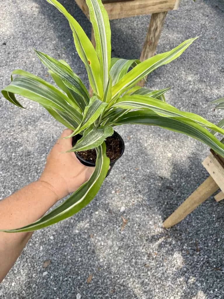 Dracaena Deremensis Or Dragon Tree Lemon Surprise 4 Inch Pot Live Plant 9 Dracaena Deremensis Or Dragon Tree Lemon Surprise 4 Inch Pot Live Plant - Image 7