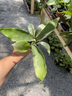 Fern Staghorn Or Platycerium Bifurcatum Netherlands 4 Inch Pot Live Plant 15 Fern Staghorn Or Platycerium Bifurcatum Netherlands 4 Inch Pot Live Plant -Cheap Plantly Store 379B60FC D539 4453 BC06 1BDEE223D225 1 105 c