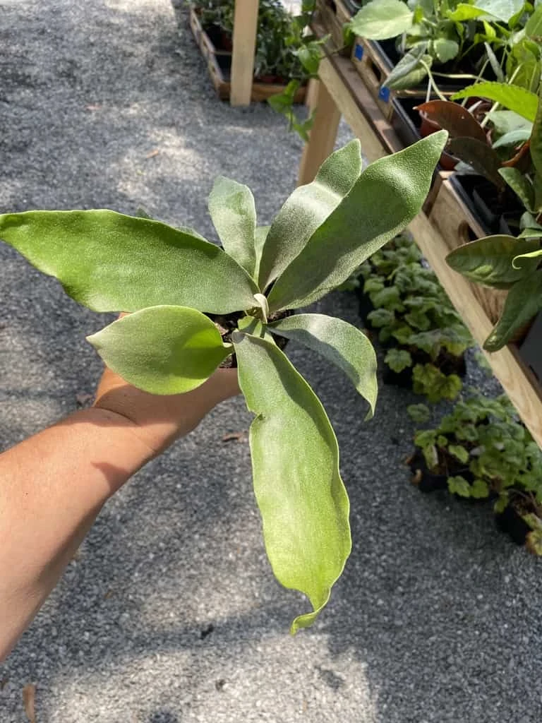 Fern Staghorn Or Platycerium Bifurcatum Netherlands 4 Inch Pot Live Plant 4 Fern Staghorn Or Platycerium Bifurcatum Netherlands 4 Inch Pot Live Plant - Image 2