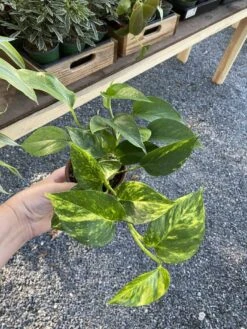 Pothos Or Devil's Ivy Golden Or Hawaiian? 4 Inch Pot Live Plant 16 Pothos Or Devil's Ivy Golden Or Hawaiian? 4 Inch Pot Live Plant -Cheap Plantly Store 380A1F49 CBA7 451F 879E D8D879E6D853 1 105 c