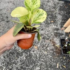 Peperomia Marble 4 Inch Pot Live Plant 20 Peperomia Marble 4 Inch Pot Live Plant -Cheap Plantly Store 38E7FA64 7F99 4D8D A2A1 9F82B90DCDA0 1 201 a