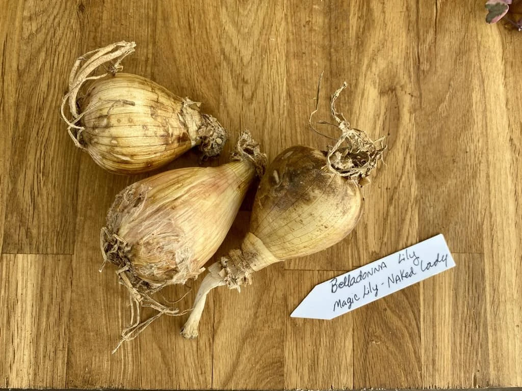 Lily Spider Belladonna Or Magic Lily Naked Lady 4 Lily Spider Belladonna Or Magic Lily Naked Lady - Image 2