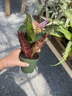 Croton Petra Josephs Coat 4 Inch Pot Live Plant -Cheap Plantly Store 39CB3298 CB02 43C8 AE93 F23D7DE58F60 1 105 c