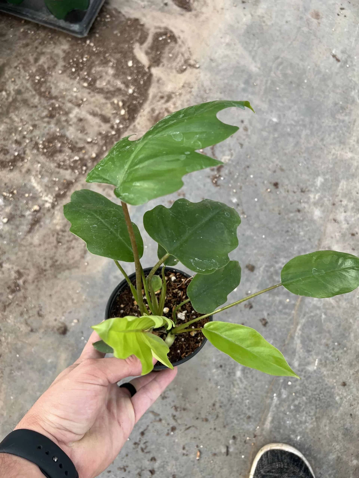 4” Philodendron Mayoi 4 4” Philodendron Mayoi - Image 2