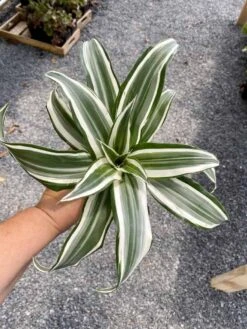 Dragon Tree Or Dracaena Warneckii White Jewel 4" Pot Live Plant -Cheap Plantly Store 3B1D61A2 6736 4D6F 9636 3BB49B437EB3 1 105 c 1