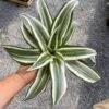 Dragon Tree Or Dracaena Warneckii White Jewel 4" Pot Live Plant -Cheap Plantly Store 3B1D61A2 6736 4D6F 9636 3BB49B437EB3 1 105 c