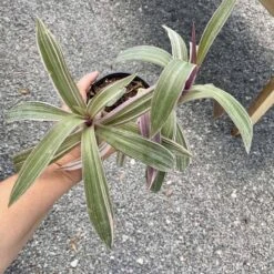 Oyster Plant Tradescantia Spathacea Moses In The Cradle 4" Pot Li -Cheap Plantly Store 3B5D7E3D AC65 4649 8CD0 5BC83DF277EC 1 201 a