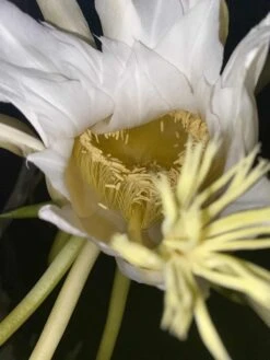 Red Dragon Fruit In Pot 14 Red Dragon Fruit In Pot -Cheap Plantly Store 3C4A795E C099 4597 9E1E A3C18371E1B1 rotated 2