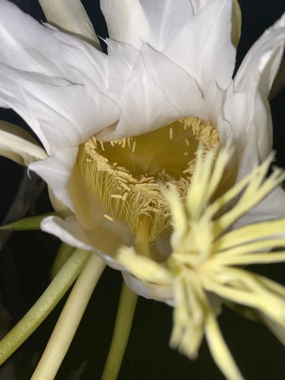 Red Dragon Fruit In Pot 8 Red Dragon Fruit In Pot - Image 6