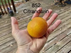 Cheap Plantly Store 21 852 Citrandarin- Cold Hardy To 5F!