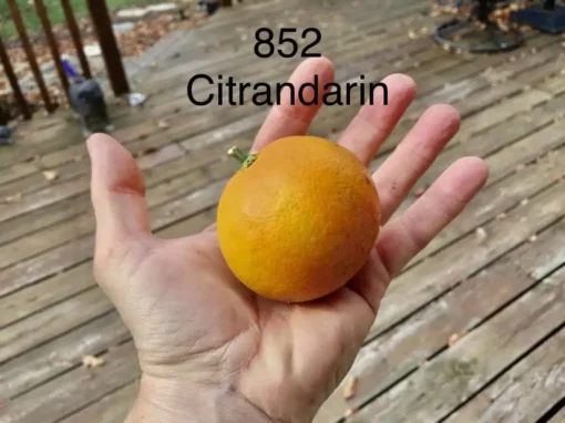 852 Citrandarin- Cold Hardy To 5F! 7 852 Citrandarin- Cold Hardy To 5F! -Cheap Plantly Store 3EF4929C 3A50 42C1 9415 1485B8F83108