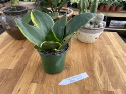 Snake Plant Or Sansevieria Black Gold 4" Pot Live Plant -Cheap Plantly Store 3F50D846 B5E3 42EE 9D0B D17C68DC5ED3 1 105 c