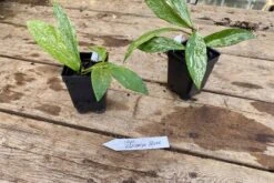 Hoya Pubicalyx Silver Splash 2 Inch Pot Rooted Starter Plant 17 Hoya Pubicalyx Silver Splash 2 Inch Pot Rooted Starter Plant -Cheap Plantly Store 3FC15CB9 709D 47A9 8537 5AA3394B006C 1 201 a