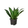 Dracaena 'Janet Craig' - Low Maintenance Tropical Houseplant | 4-inch Pot -Cheap Plantly Store 3 DRACAENA JANET CRAIG 1 500x500 1