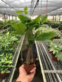 Money Tree 'Guiana Chestnut' Pachira Braid - Feng Shui Indoor Plant | 6-inch Pot -Cheap Plantly Store 3 PACHIRA BRAID TEMP 26a25c27 e858 414f bff6 1dec4f1faa8c 525x700 1