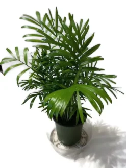 A Beautiful Royal Palm In A 4 Inch Pot. -Cheap Plantly Store 4 2