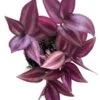 Rare And Limited Supply Tradescantia Zebrina In A 4 Inch Pot! -Cheap Plantly Store 4 inch shadow