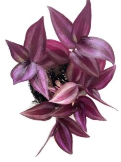 Rare And Limited Supply Tradescantia Zebrina In A 4 Inch Pot!