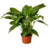 Peace Lily | Spathiphyllum | Exotic House Plants -Cheap Plantly Store 40558713 3c52 5336 bddd 9859326951d0 8ebc19ab 2c26 4cd2 866c bd5bef21a324 1800x1800