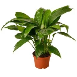 Peace Lily | Easy Care Air Purifying Indoor Plant | 6-inch Pot