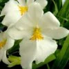Miltoniopsis Sunglow ‘Amazing’ Easy To Grow, White Flowers, Fragrant From Hawaii 2 Miltoniopsis Sunglow ‘Amazing’ Easy To Grow, White Flowers, Fragrant From Hawaii -Cheap Plantly Store 40 Milt Sun Glow amazing single fl 1