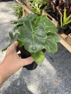 Philodendron Atom Or Thaumatophyllum Bipinnatifidum 4" Pot Live P 18 Philodendron Atom Or Thaumatophyllum Bipinnatifidum 4" Pot Live P -Cheap Plantly Store 412A27B4 5D1B 46B1 84D6 EBFA49E1C966 1 105 c