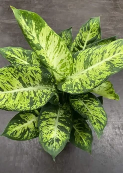 Dieffenbachia Sublime Live Plant In 4" Pot -Cheap Plantly Store 4172.970