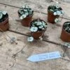 String Of Hearts Ceropegia Woodii Green 2" Pot Live Plant -Cheap Plantly Store 41D8A81F ED10 49D5 8C2C EED9A5230F86 1 201 a