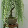 Bonsai Green Weeping Willow Tree Cutting - Thick Trunk Start, A Must Have Dwarf Bonsai Material -Cheap Plantly Store 41i397zTazL. AC DESKTOP 43998QJ