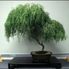 Bonsai Dwarf Weeping Willow Tree - Large Thick Truck Cutting - Ready To Plant - Get A Rare Dwarf Bonsai Tree Very Fast -Cheap Plantly Store 41i397zTazL. AC DESKTOP 43998QJ 2 DESKTOP 43998QJ