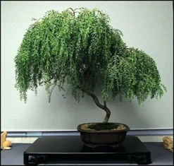 Bonsai Dwarf Weeping Willow Tree - Large Thick Truck Cutting - Ready To Plant - Get A Rare Dwarf Bonsai Tree Very Fast