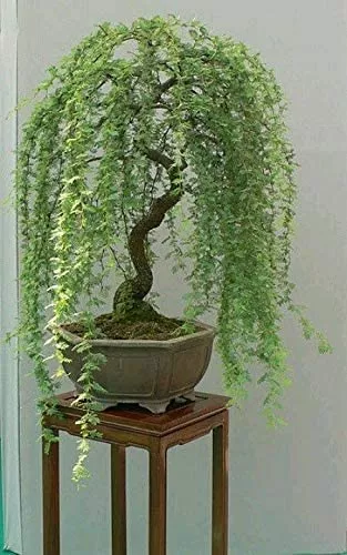 Bonsai Green Weeping Willow Tree Cutting - Thick Trunk Start, A Must Have Dwarf Bonsai Material 3 Bonsai Green Weeping Willow Tree Cutting - Thick Trunk Start, A Must Have Dwarf Bonsai Material
