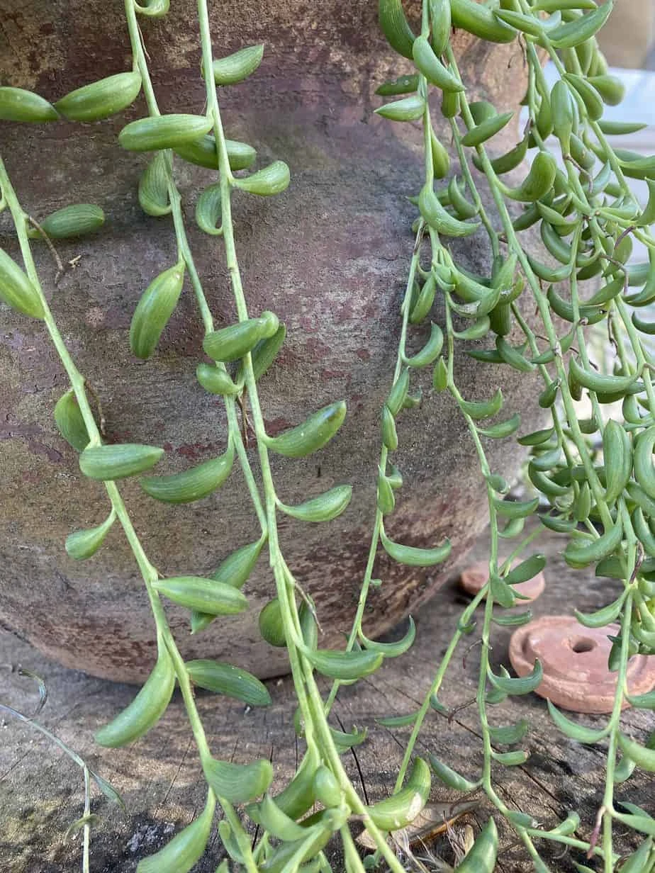 String Of Bananas! 3 String Of Bananas!