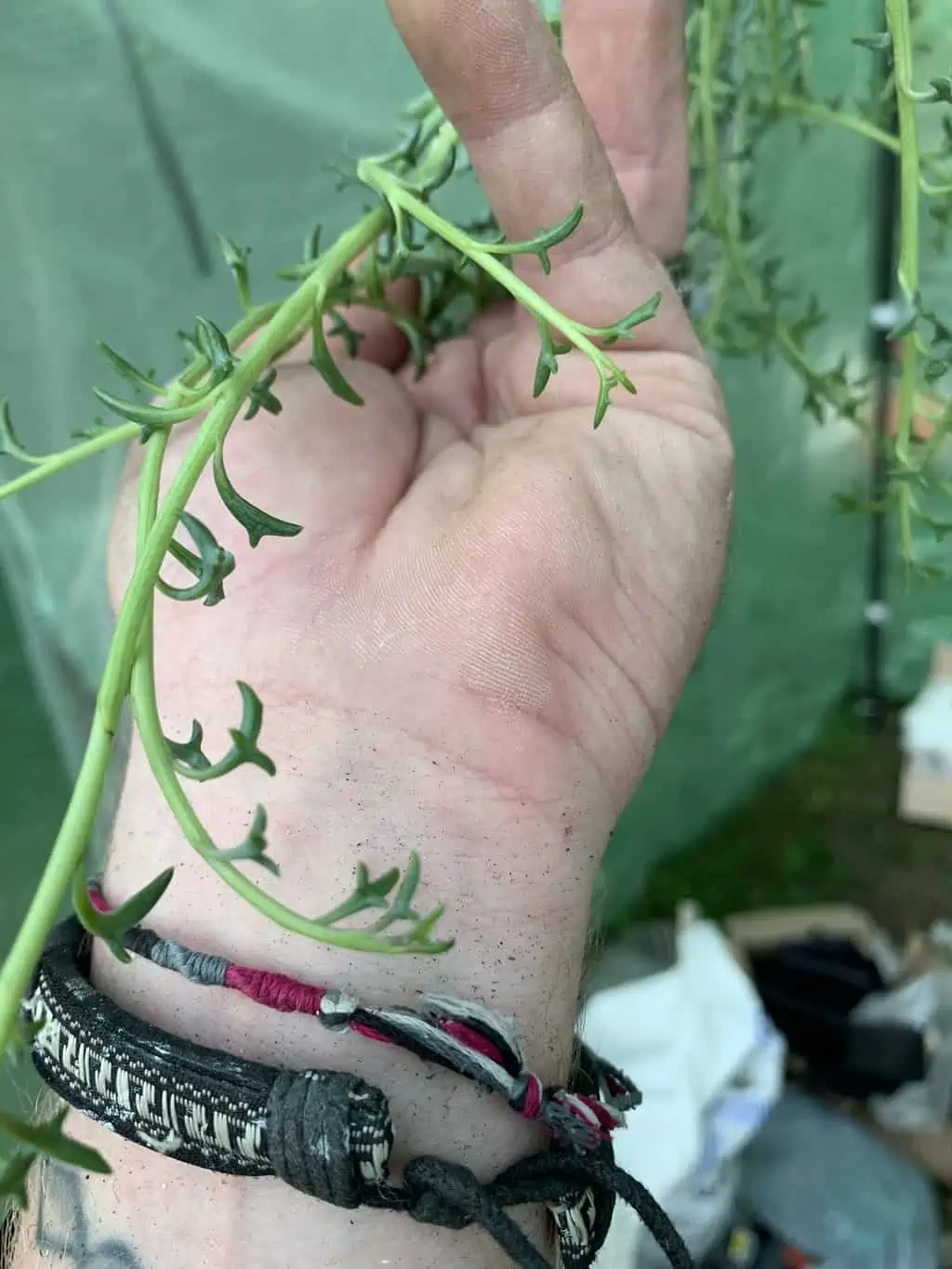 String Of Dolphins 5 String Of Dolphins - Image 3