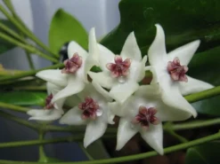 Hoya Iris Marie Plant Potted In 4" Pot 11 Hoya Iris Marie Plant Potted In 4" Pot -Cheap Plantly Store 4371240740 86befecd87 c