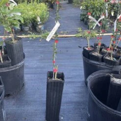 Red Finger Lime Grafted Citrus Tree. 2 Feet Tall.